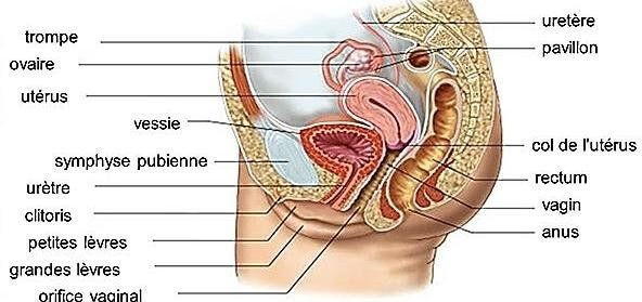 Anatomie et physiologie de la reproduction